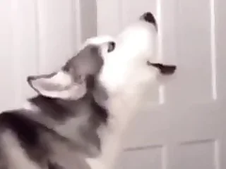 Furry Gay XXX 17